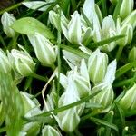 Ornithogalum divergens Flor