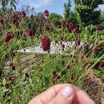 Sanguisorba officinalis Bloem