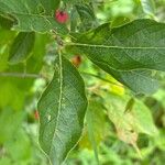 Euonymus latifolius葉