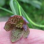 Fritillaria fuscaЦвят