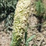 Phalaris aquatica Fula