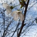Prunus avium Blomst