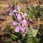 Orychophragmus violaceus Blüte