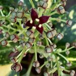 Aucuba japonica Virág