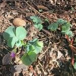 Oxalis purpurea Blatt