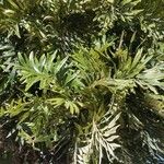 Grevillea robusta Folha