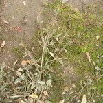 Atriplex portulacoides List