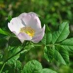 Rosa squarrosa Flor