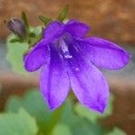 Campanula portenschlagiana Květ