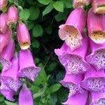 Digitalis thapsi 花
