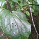 Smilax rotundifolia Feuille