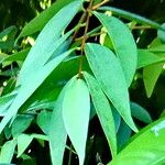 Syzygium antisepticum Hoja