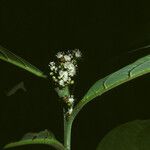 Cordia fanchoniae Flower