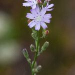 Stephanomeria diegensis Flower