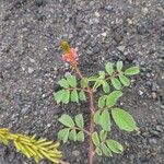 Indigofera hirsuta Kwiat