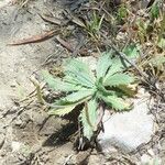 Plantago serraria Habitus