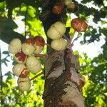 Iryanthera juruensis Fruit