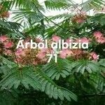 Albizia julibrissinHostoa