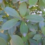 Cleyera japonica Hoja