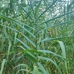 Arundo donax Φύλλο