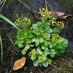 Aichryson divaricatum Flower