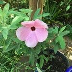 Hibiscus heterophyllus Flors