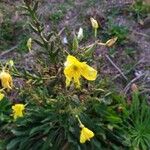 Oenothera glaziovianaBloem