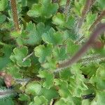 Saxifraga granulata Blatt