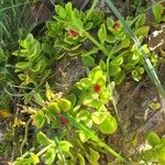 Aptenia cordifolia ശീലം