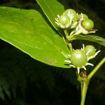 Lycianthes pauciflora Fruct