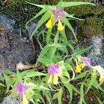 Melampyrum catalaunicum Cvet