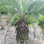 Butia paraguayensis Хабит