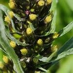 Omalotheca norvegica Flower