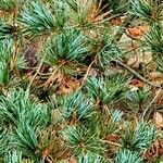 Pinus parviflora पत्ता