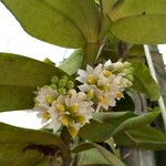Calyptrochilum emarginatum Λουλούδι