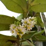 Calyptrochilum emarginatum Flower