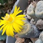 Lithops pseudotruncatellaFlower