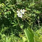 Sagittaria lancifolia Blomma
