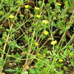 Potentilla grandiflora Flower