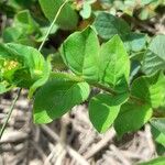 Cuphea calophylla Blad