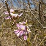 Gliricidia sepium Flower