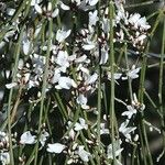 Genista monosperma Blomst