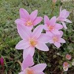 Zephyranthes robustaЦвят