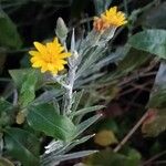 Pityopsis graminifolia Flower