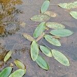 Potamogeton natans Leaf