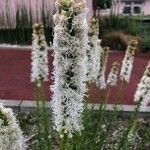 Liatris spicata 花