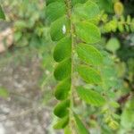 Phyllanthus tenellus 葉