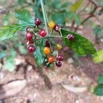 Psychotria carthagenensis Fruto