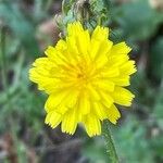 Picris hieracioides Flower