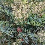 Nandina domestica Habit